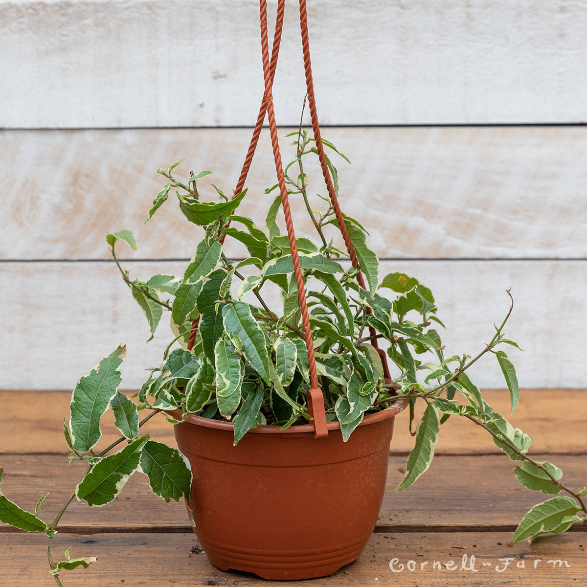 Ficus radicans 6in Rooting Fig