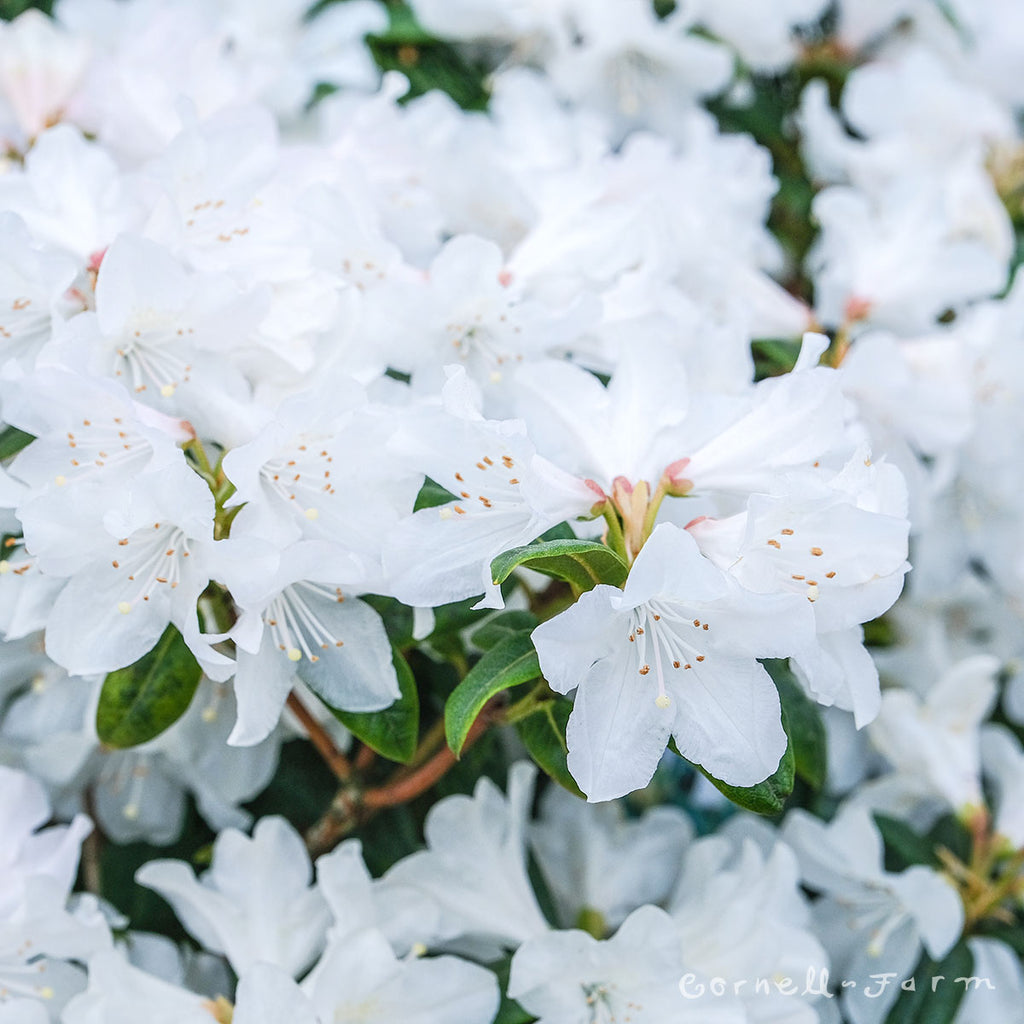 rhododendron carolinianum dora amateis Rhododendron Dora Amateis 2gal White