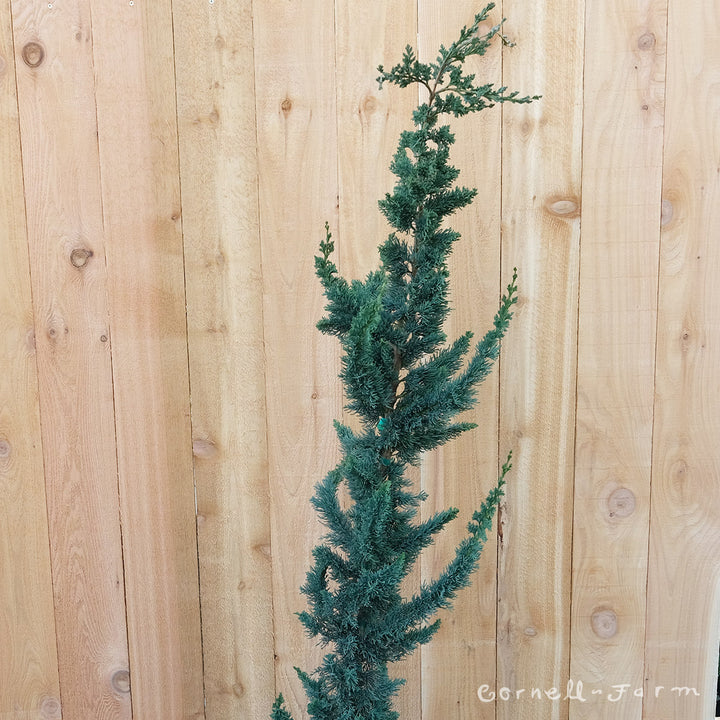フィカス ウンベラータ 143cm8号 S-shaped tree form wissels-saquaro-340x453.jpg