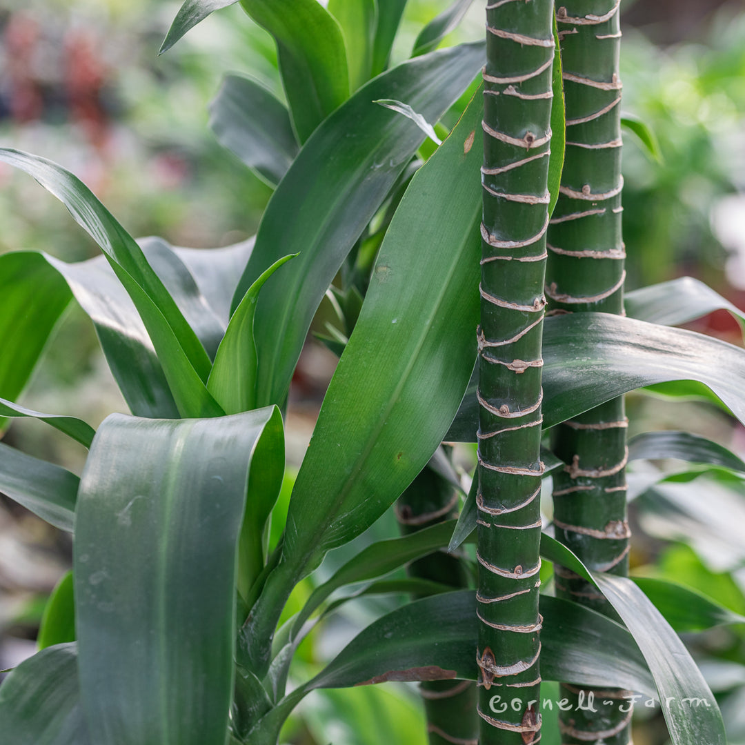Dracaena frag. 12in Black Beauty (4-5ft) – Cornell Farm