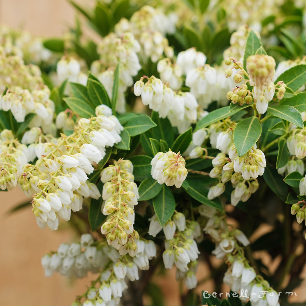 Cornell Farm Pieris Cavatine
