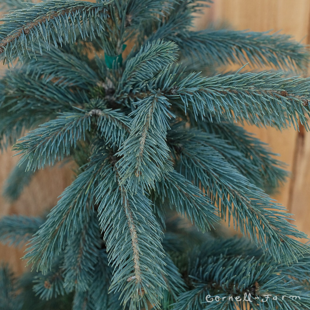 Picea engelmannii Blue Magoo 3gal Engelmann Spruce