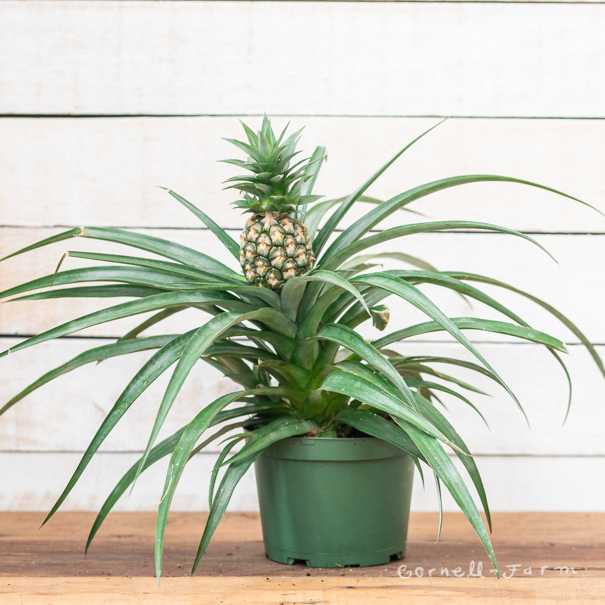 Ananas comosus 6in Pineapple Plant