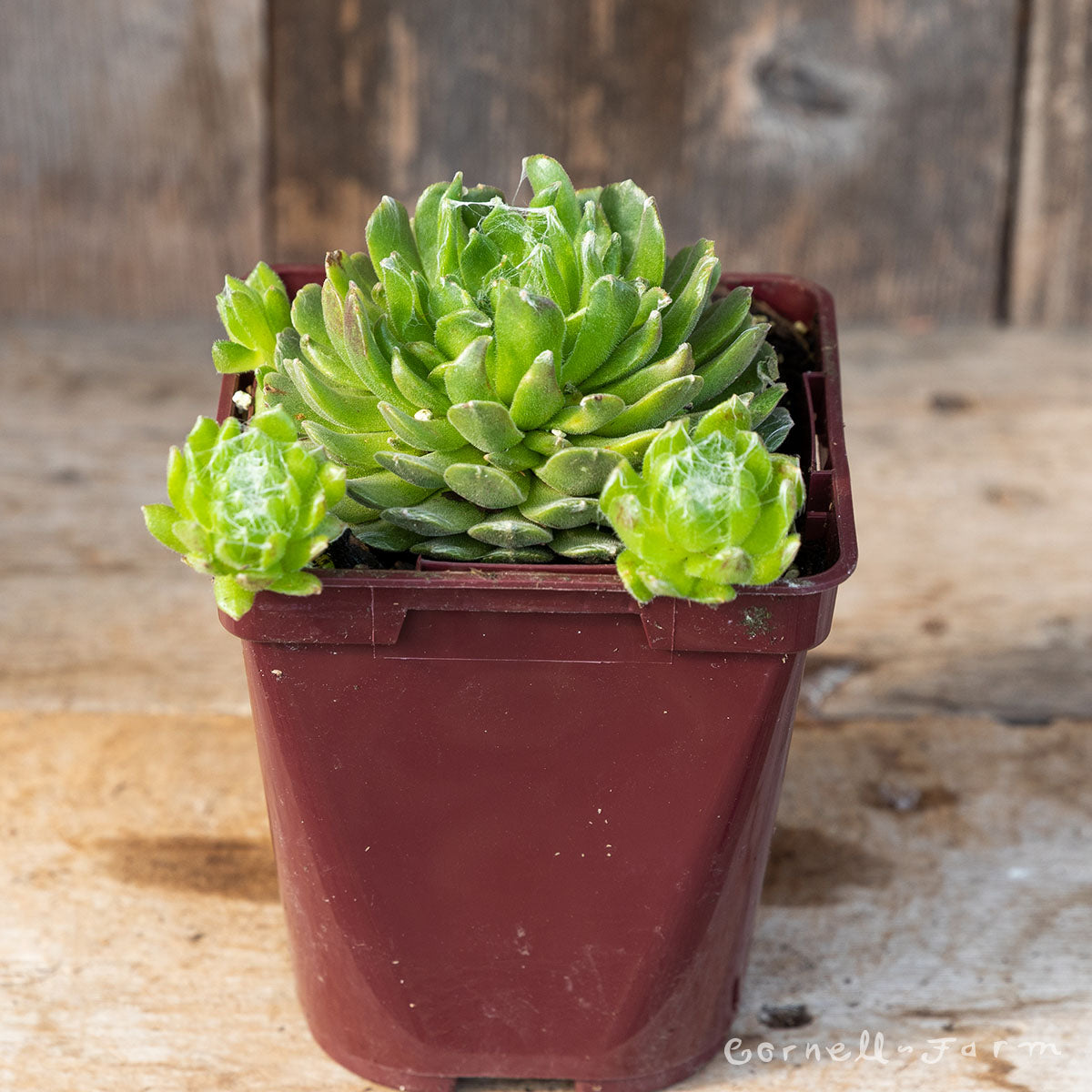 Sempervivum arachnoideum Large Form 4in