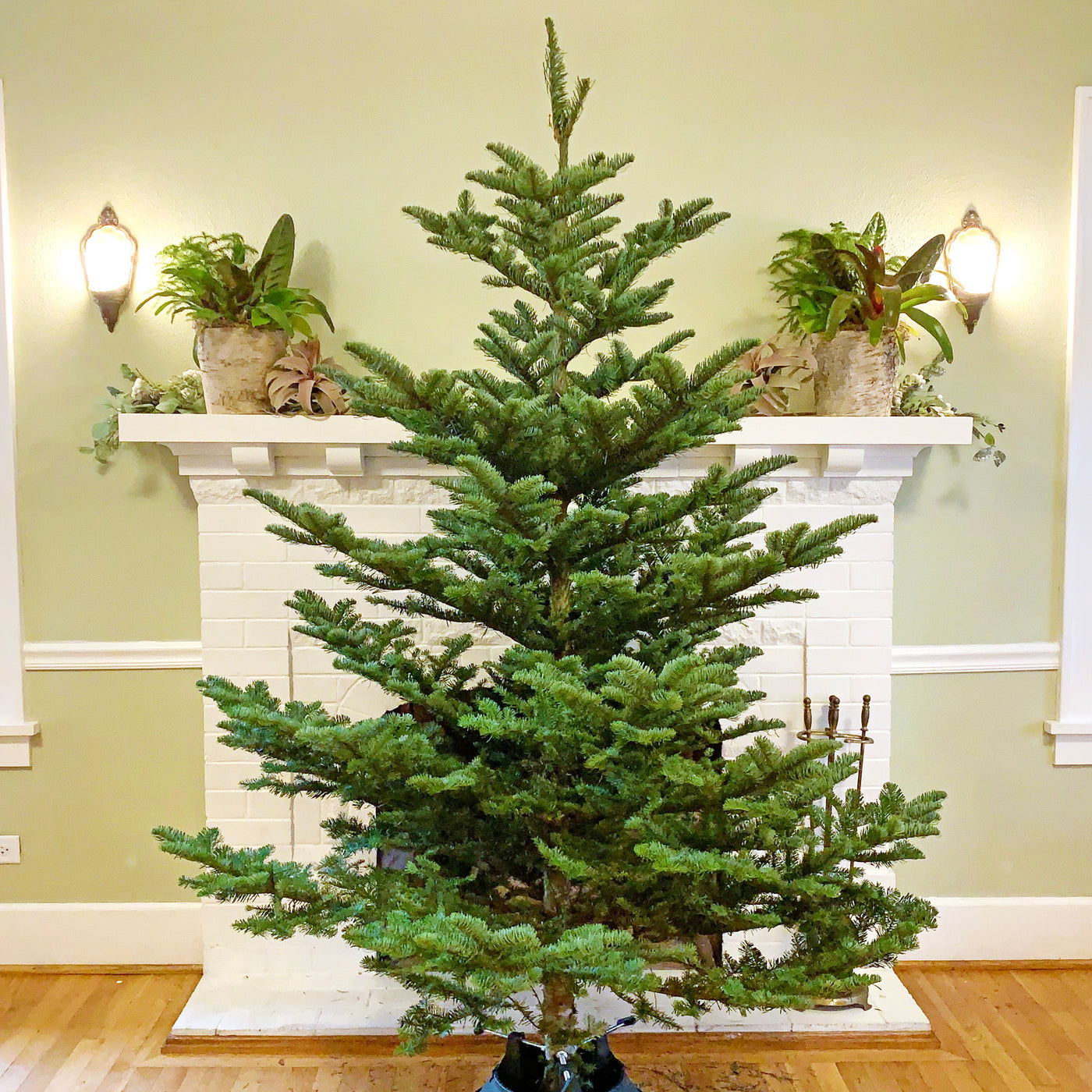 Organic Noble Fir Christmas Tree