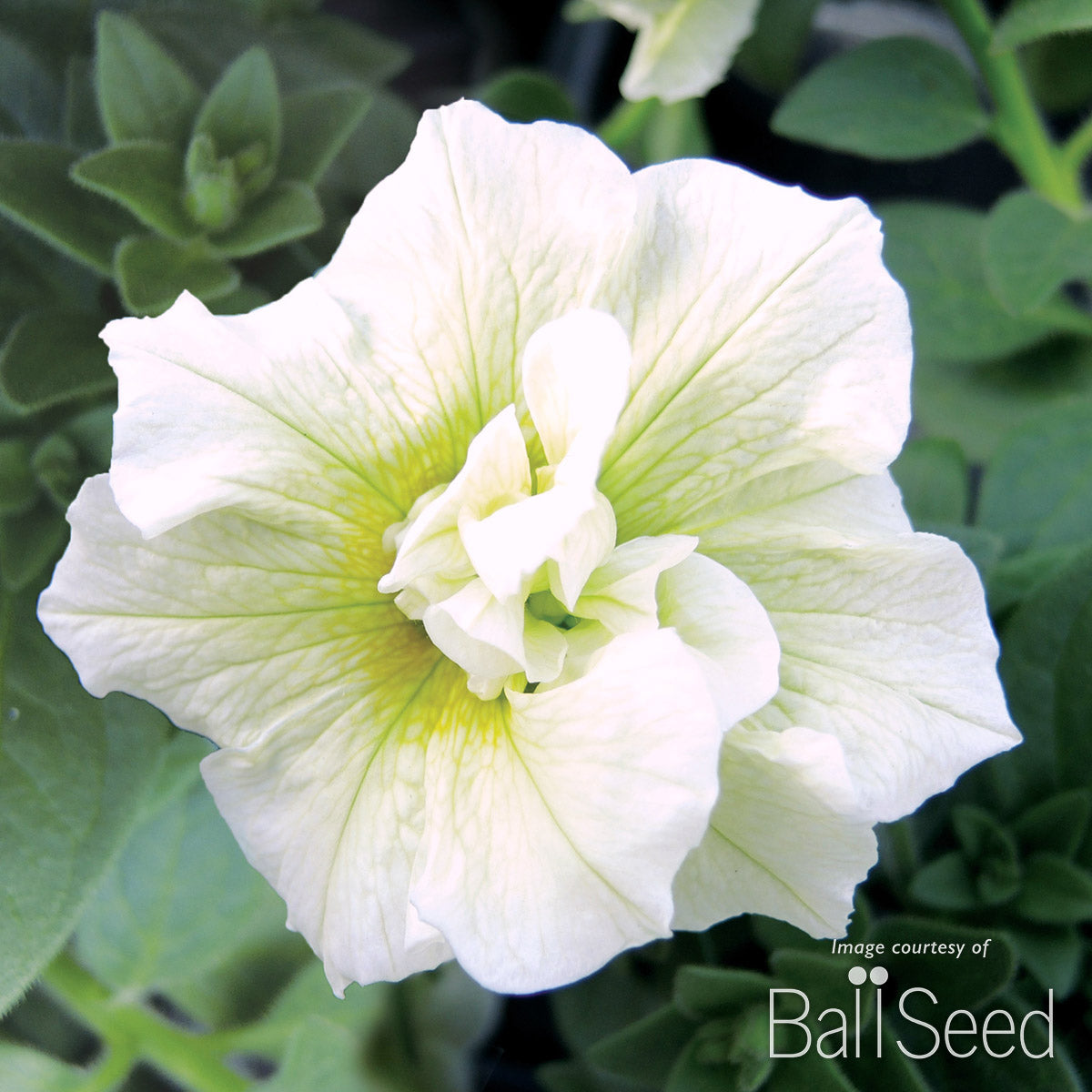 Petunia Honeydew Sweet Sunshine 4.25in CF