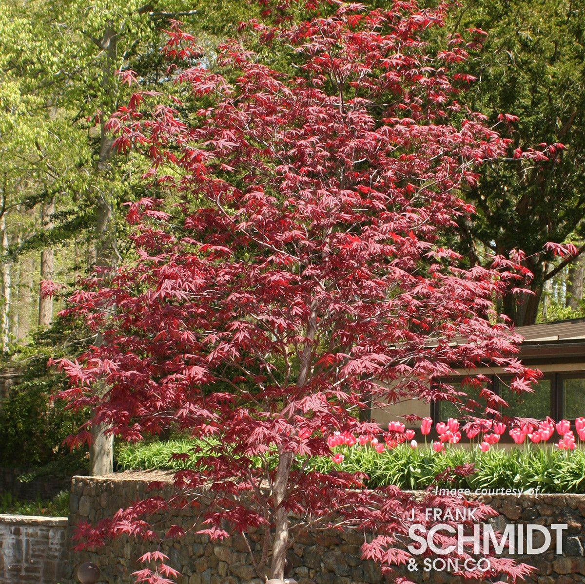 Acer p. Emperor One 7gal Japanese Maple