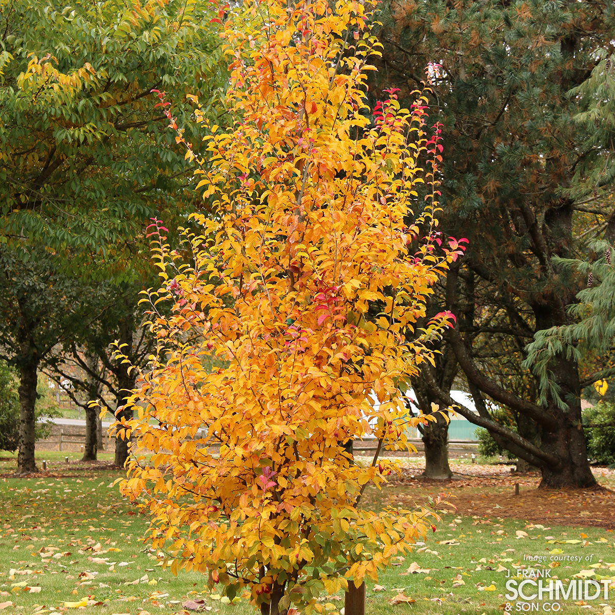 Parrotia persica Persian Spire 10gal