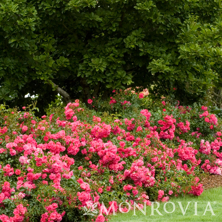 Rose Flower Carpet Pink 2gal