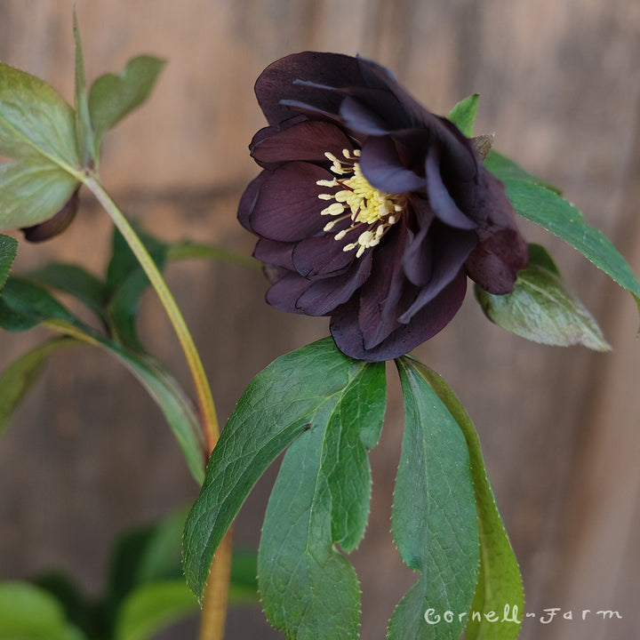 Helleborus Onyx Odyssey WJ 1gal Winter Jewels – Cornell Farm