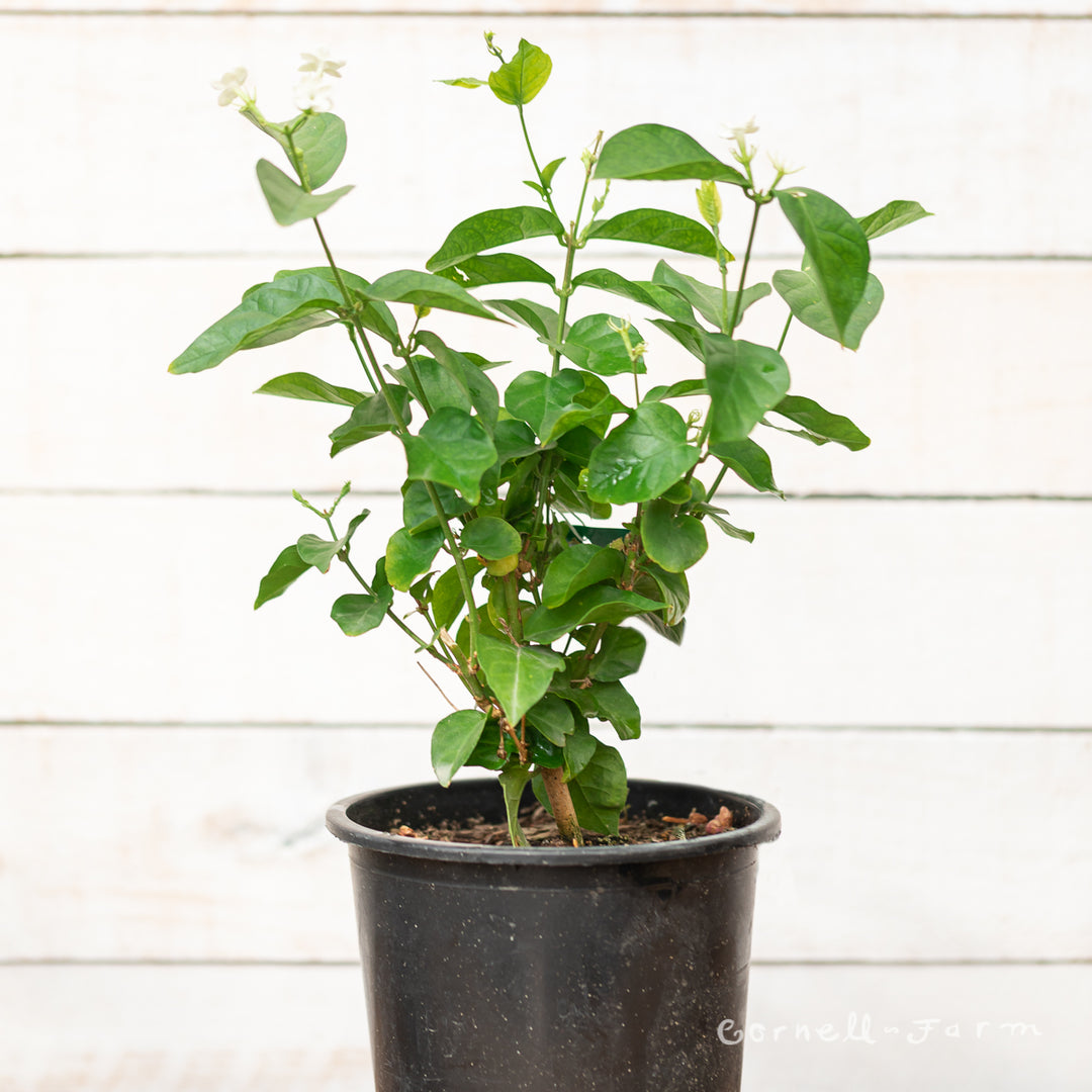 Jasmine sambac Arabian Jasmine 1 gal – Cornell Farm