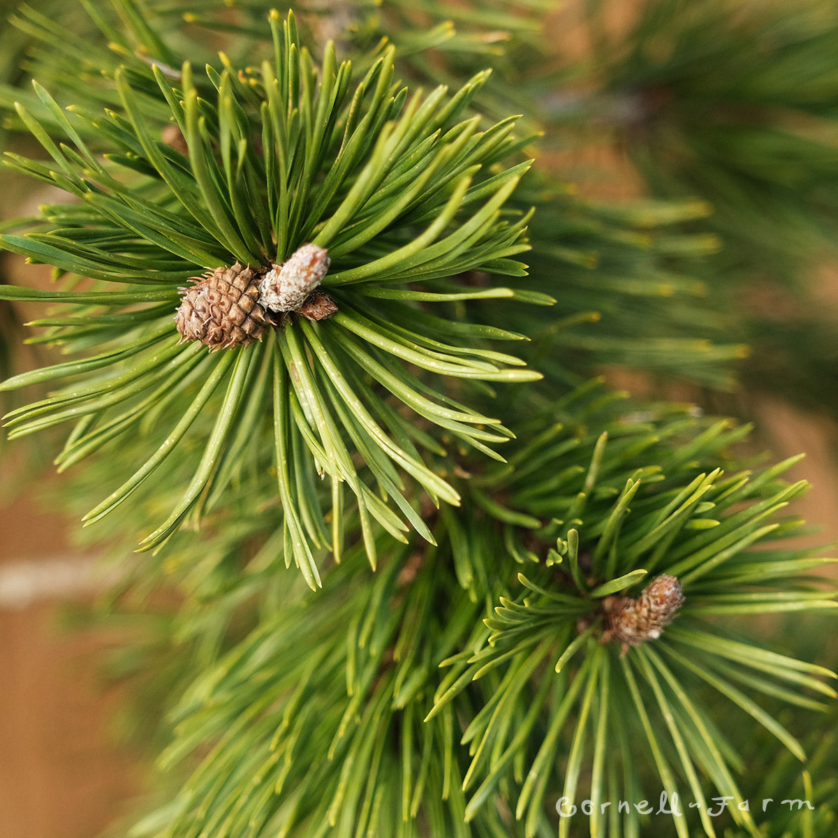 Pinus c. Taylor's Sunburst 3gal Lodgepole Pine