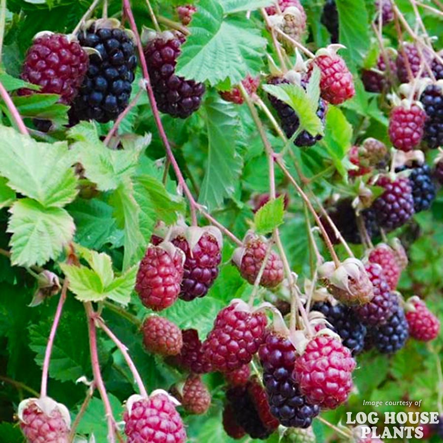 Blackberry Marionberry 1gal Rubus