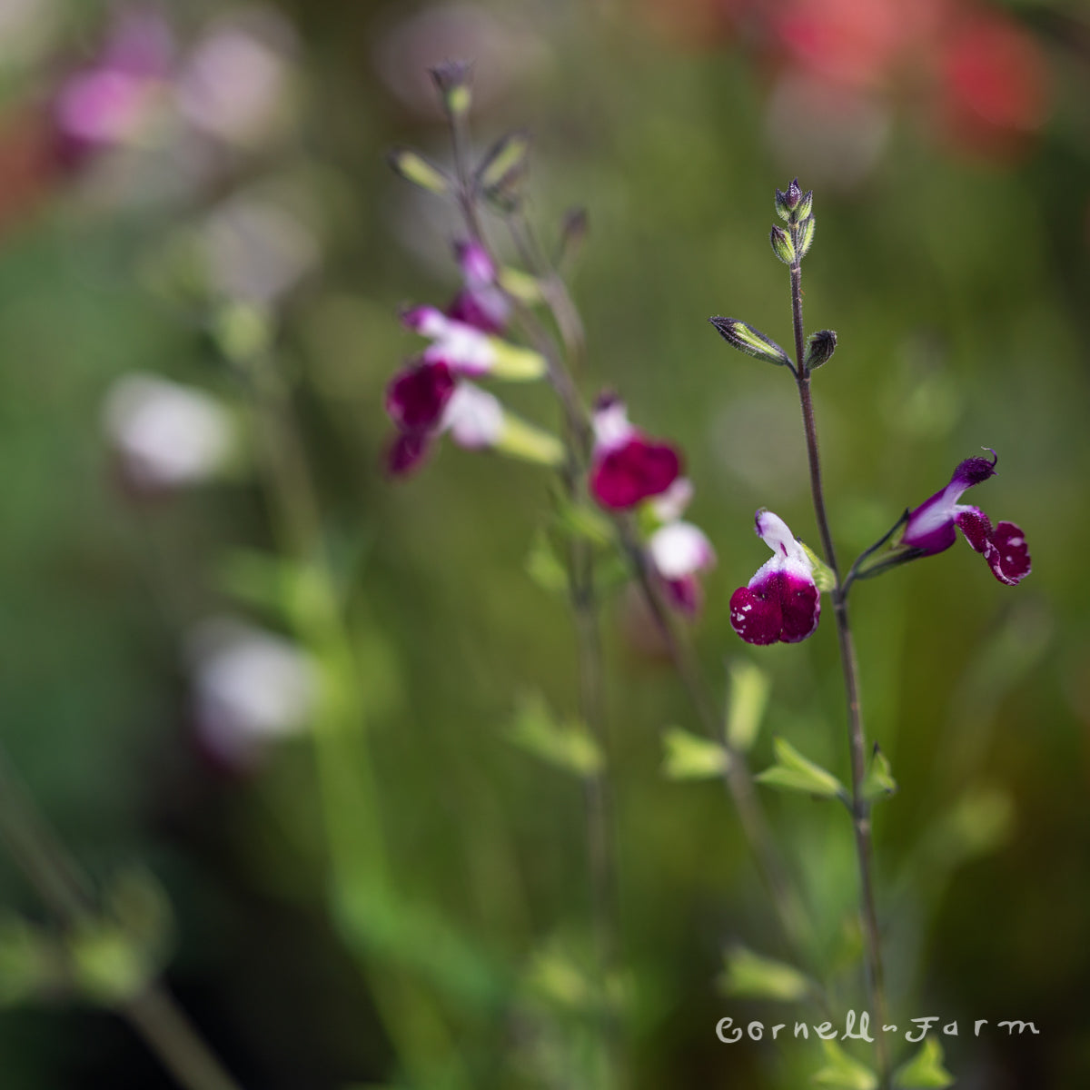 Salvia greggii Amethyst Lips 1 gal