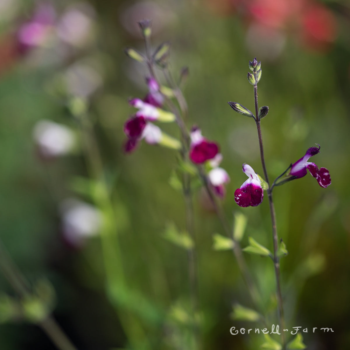 Salvia greggii Amethyst Lips 1gal