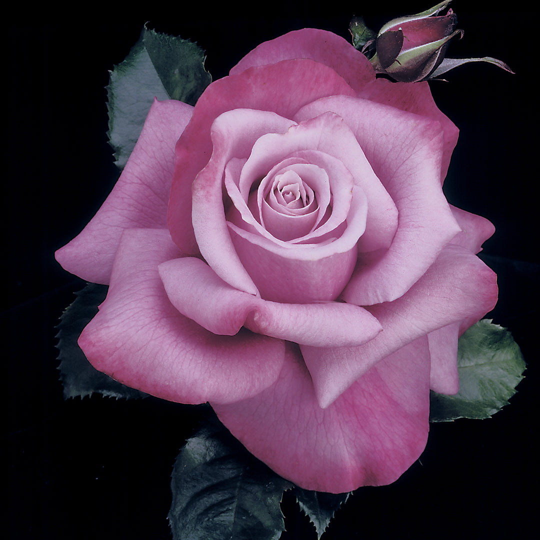Rose Barbra Streisand 5gal Hybrid Tea – Cornell Farm
