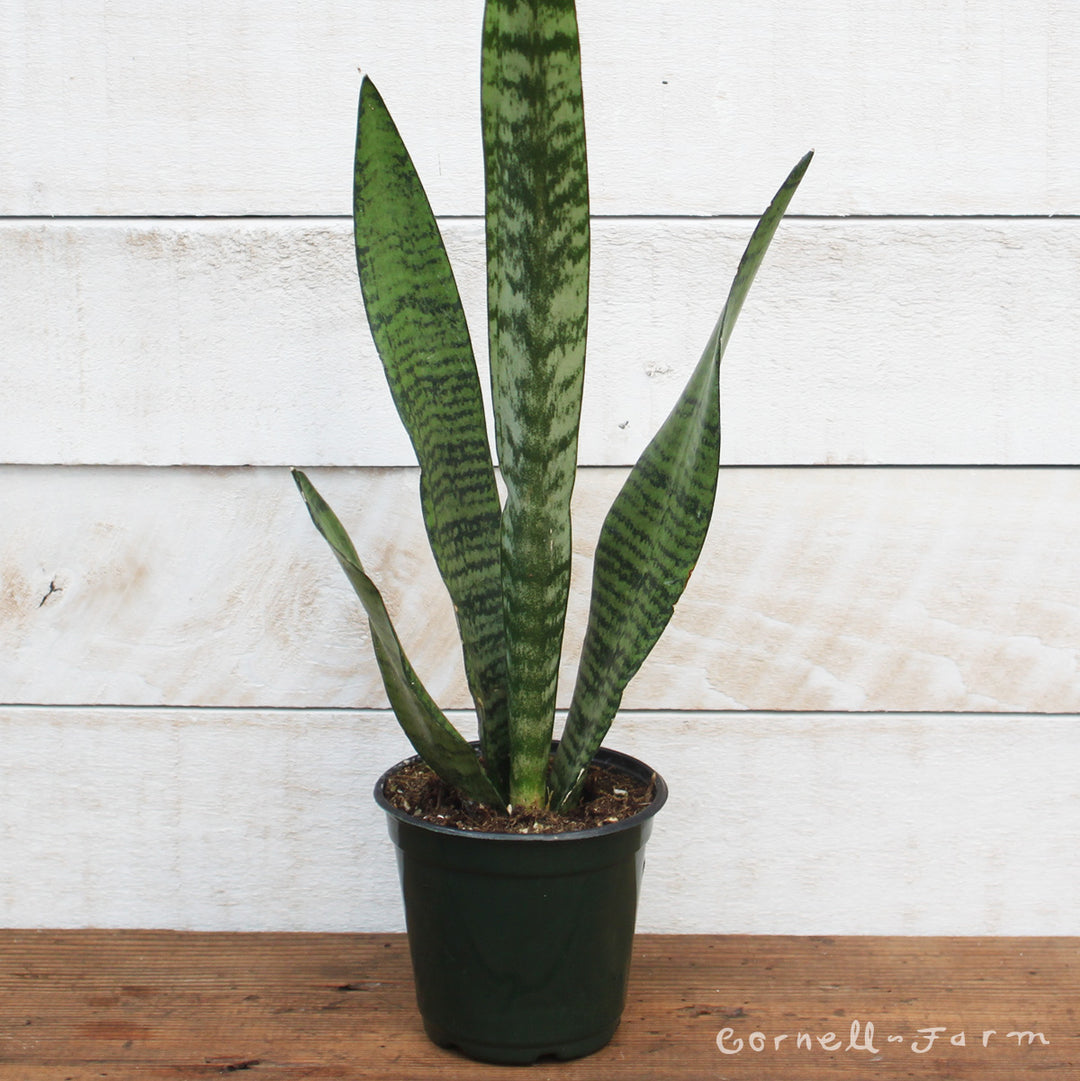 sansevieria intermedia Sansevieria trifasciata 4in Zeylanica snake plant – Cornell Farm