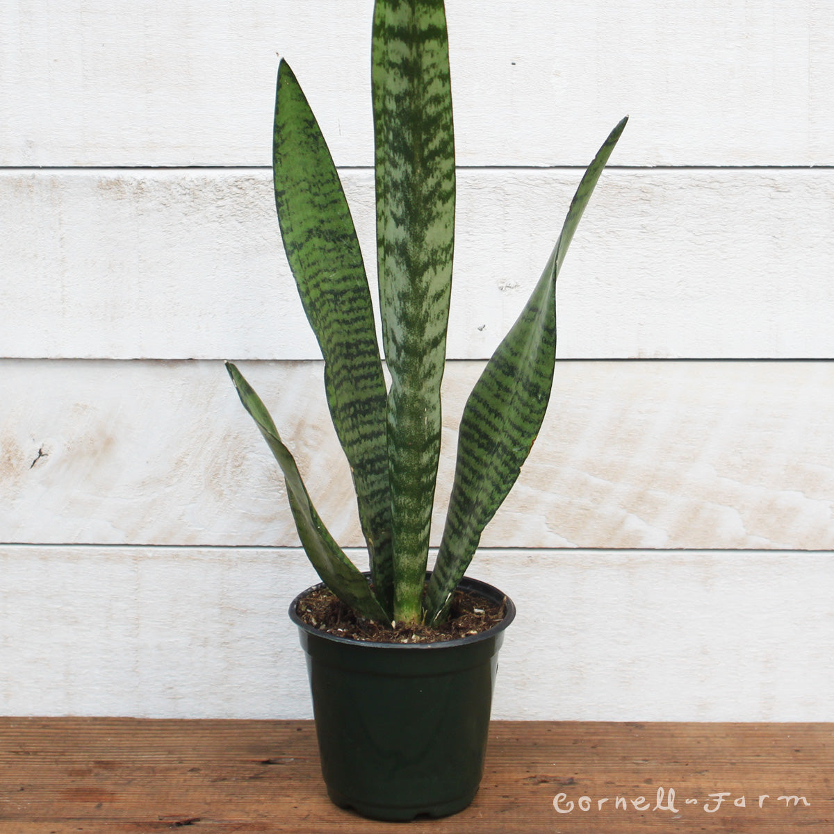 zeylanica snake plant Sansevieria trifasciata 4in Zeylanica snake plant – Cornell Farm