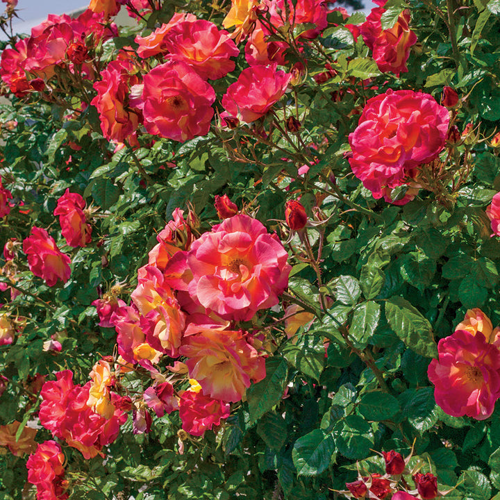 Rose Joseph's Coat 5gal Climber – Cornell Farm