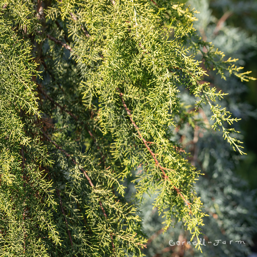 Cupressus a. Limelight 10gal Arizona Cypress – Cornell Farm