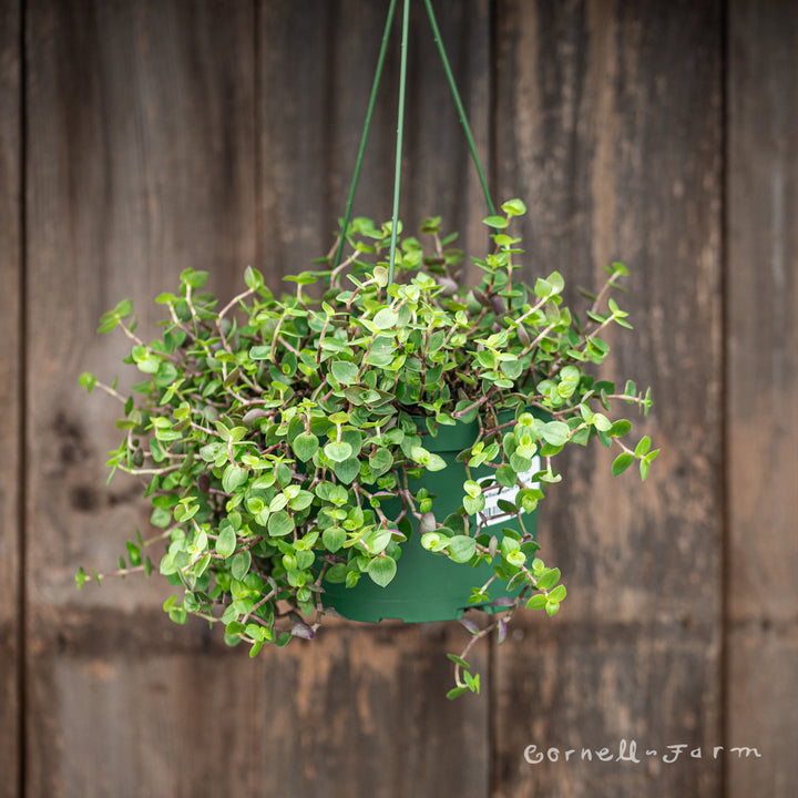 turtle vine house plant Callisia repens 6in Turtle Vine