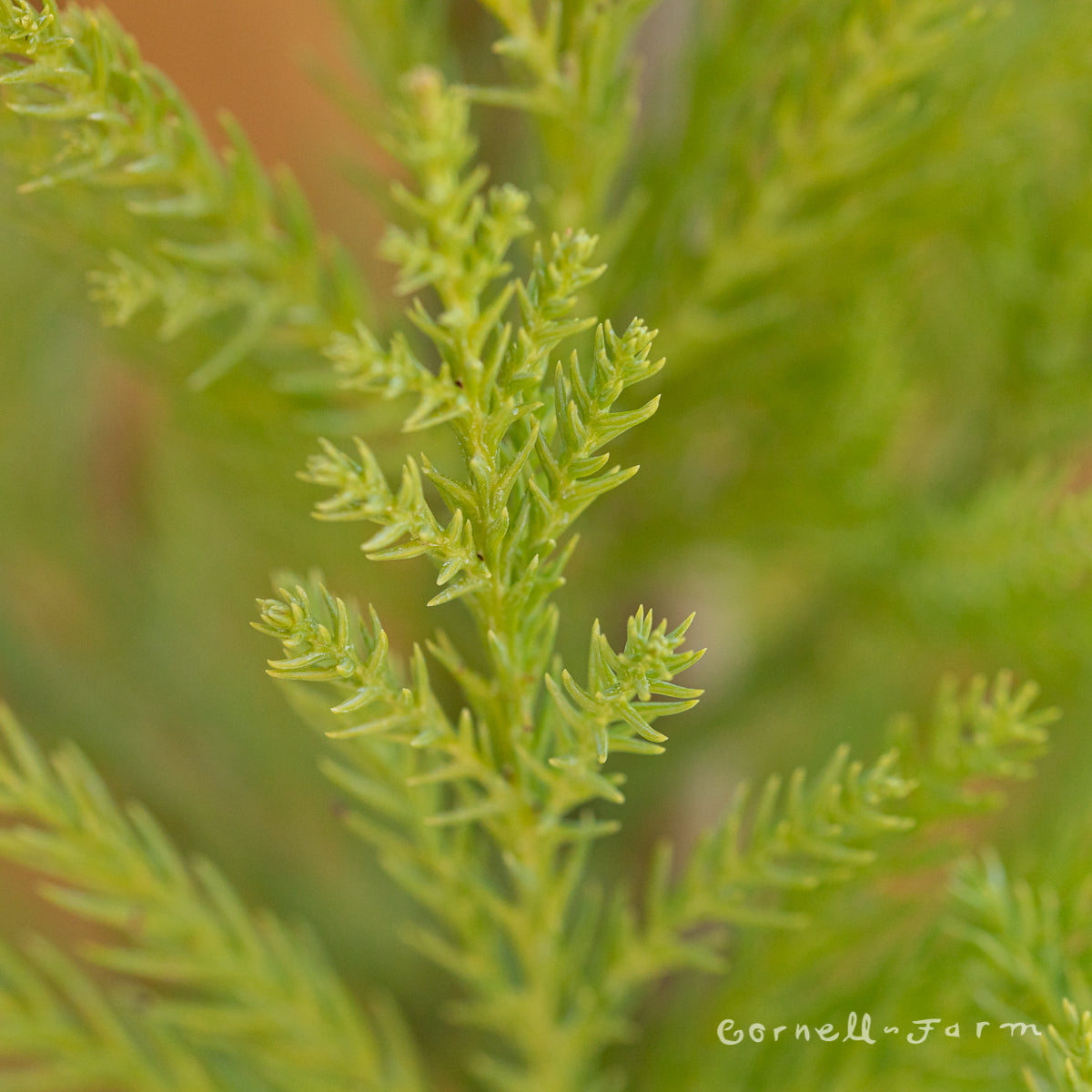 Cryptomeria j. Yoshino 3gal