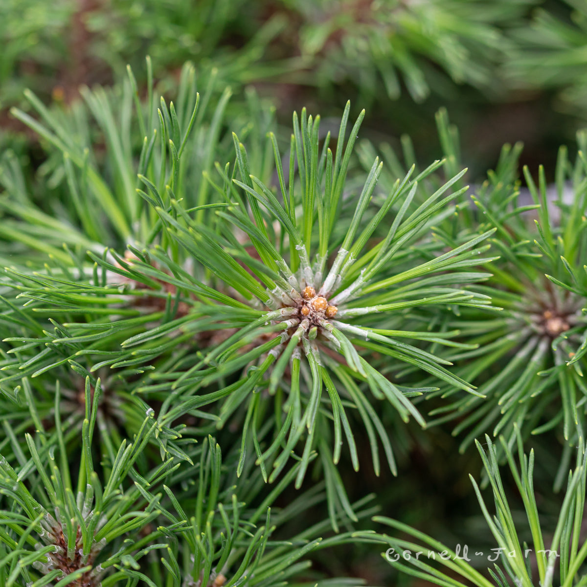 Pinus mugo Paradekissen 1gal Mugo Pine