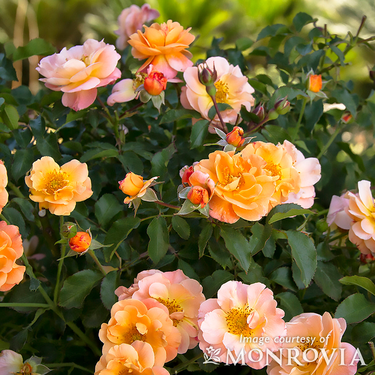 Rose Flower Carpet Amber 2gal