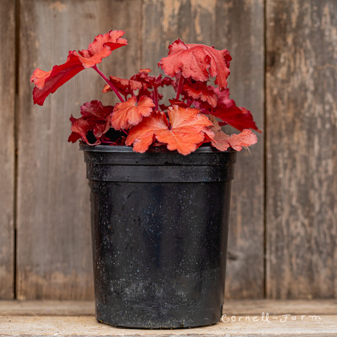 Heuchera Forever Red 1gal – Cornell Farm