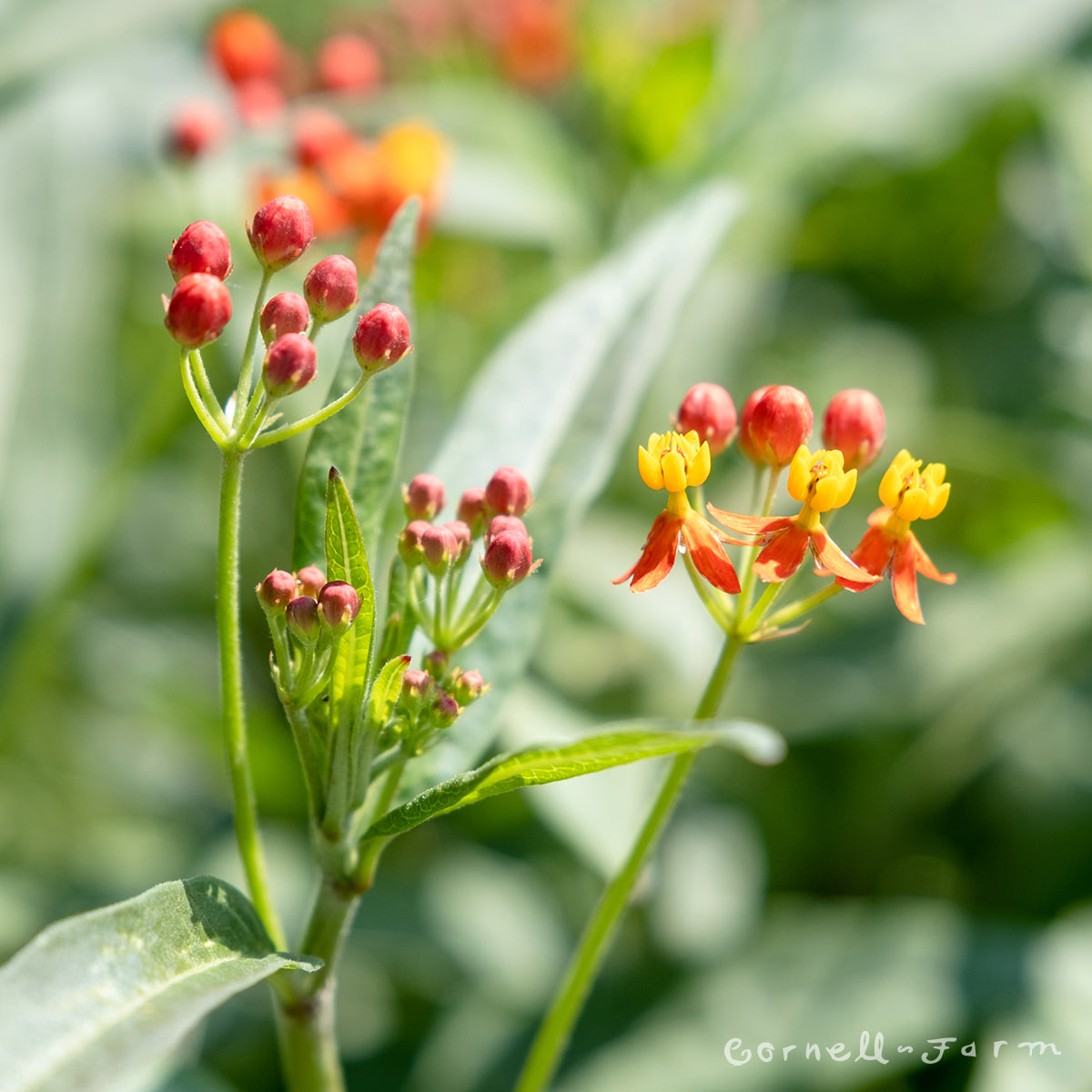 Asclepias c Red Butterfly 1gal Milkweed