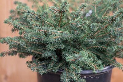 Picea a. Bird's Nest Spruce 2gal