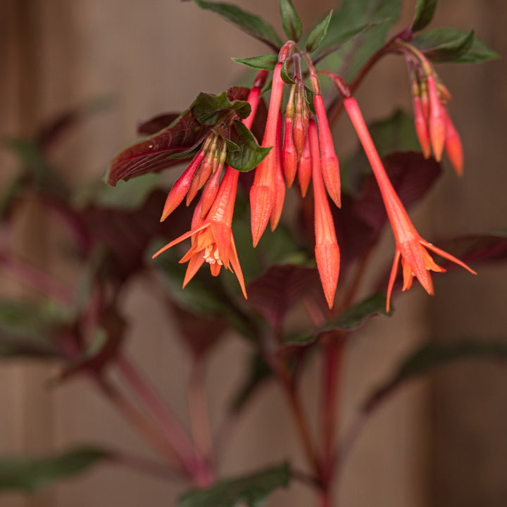 Fuchsia Gartenmeister Qrt. CF – Cornell Farm