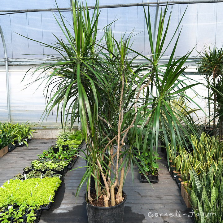 dracaena marginata winterhart Dracaena marginata 14in Character Branched – Cornell Farm