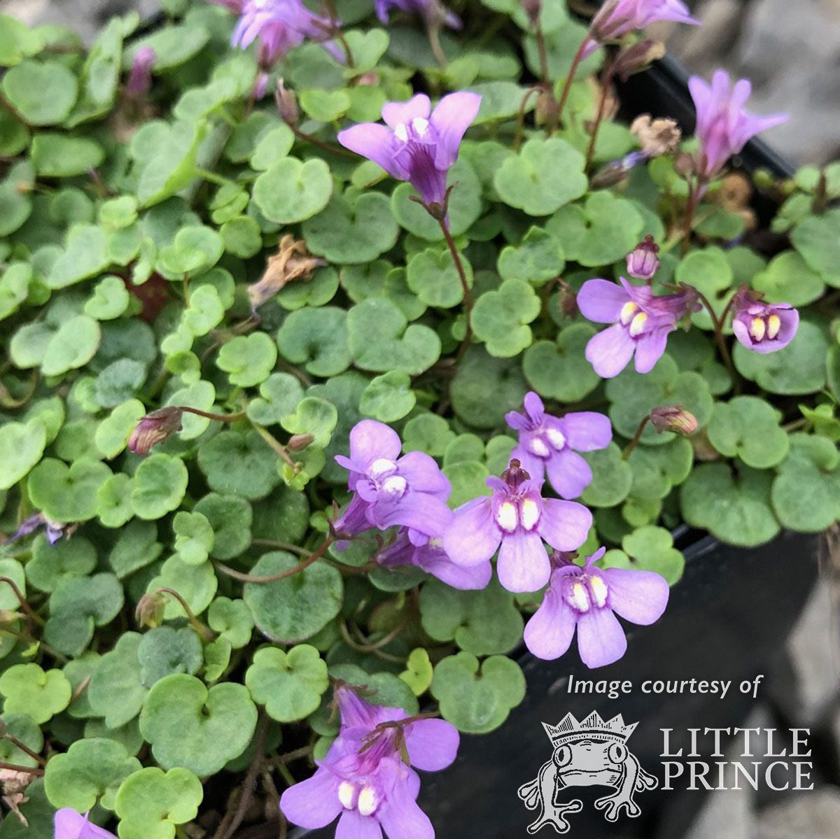 Kenilworth Ivy 4.25in Cymbalaria aequitriloba CF