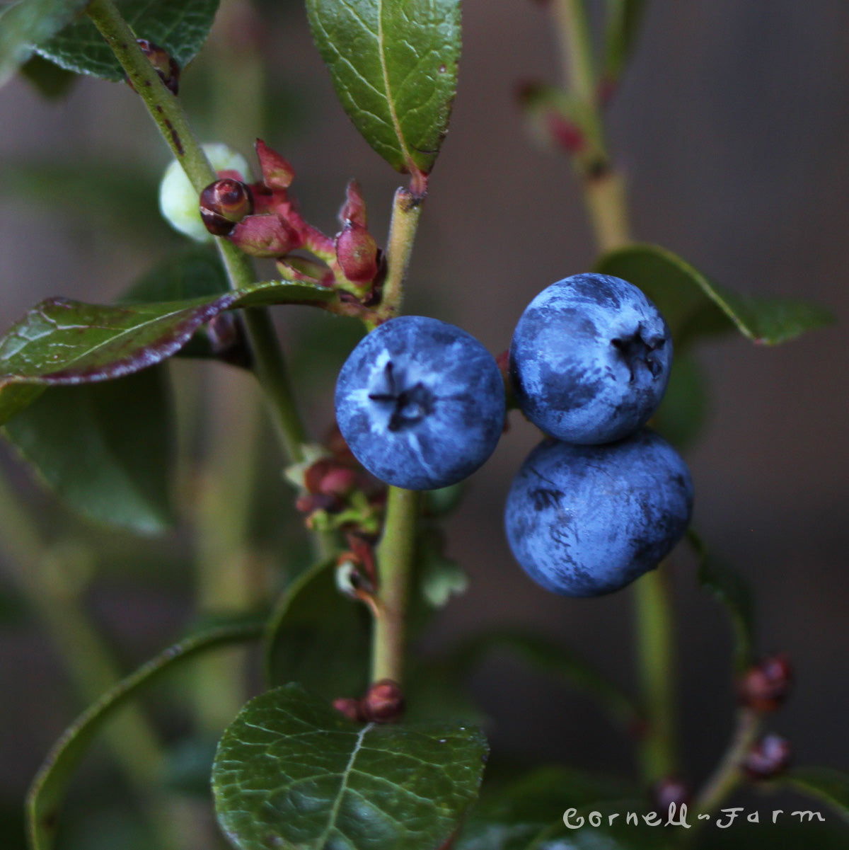 Blueberry Brunswick 1gal Low Bush Early