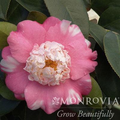 Camellia j. Chandleri Elegans Variegated 5gal