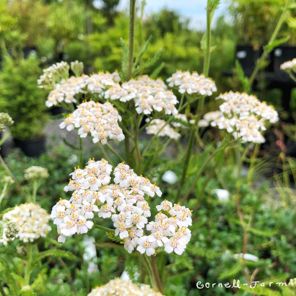 Cornell Farm Achillea millefolium Wild Yarrow