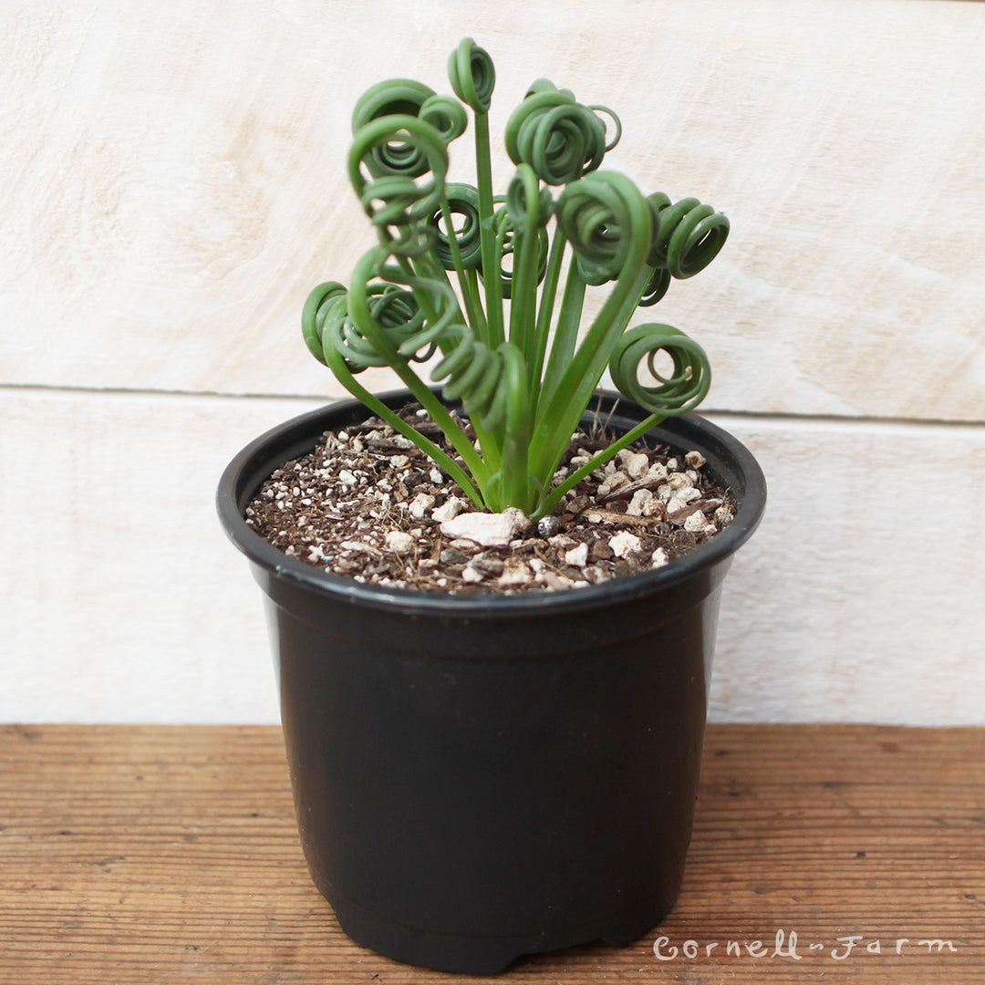 succulent frizzle sizzle Albuca spiralis 4in Frizzle Sizzle – Cornell Farm