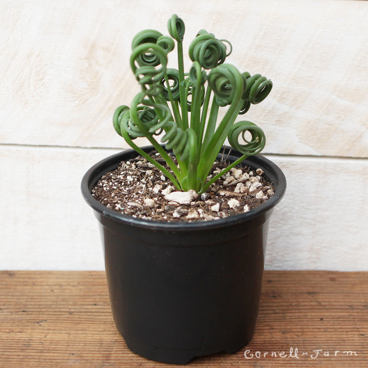 frizzle sizzle succulent for sale Albuca spiralis 4in Frizzle Sizzle