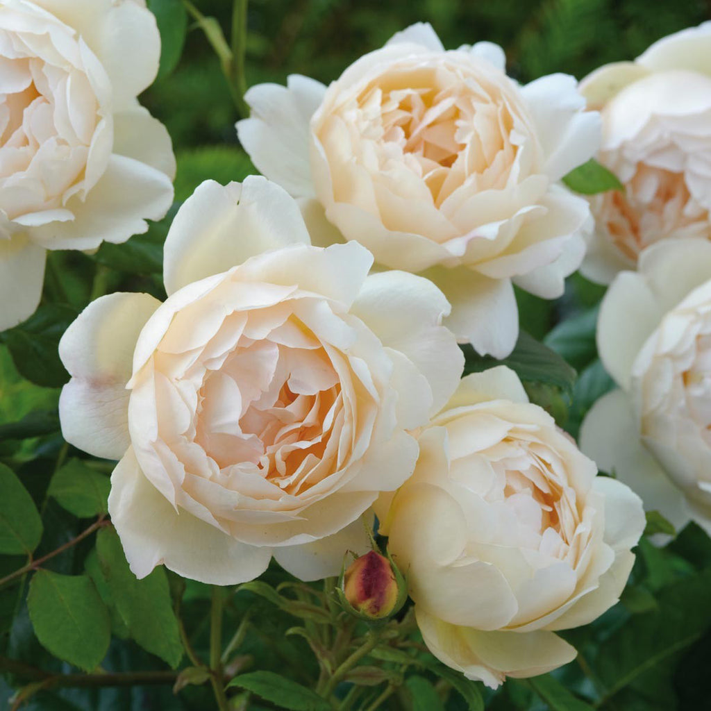 David Austin Roses Wollerton Old Hall Climber