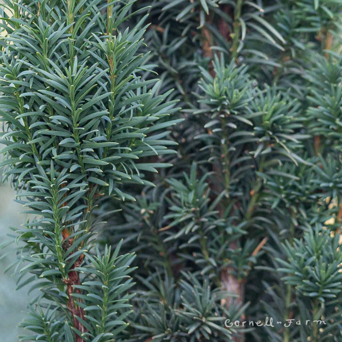 Taxus b. Fastigiata 3gal Irish Yew