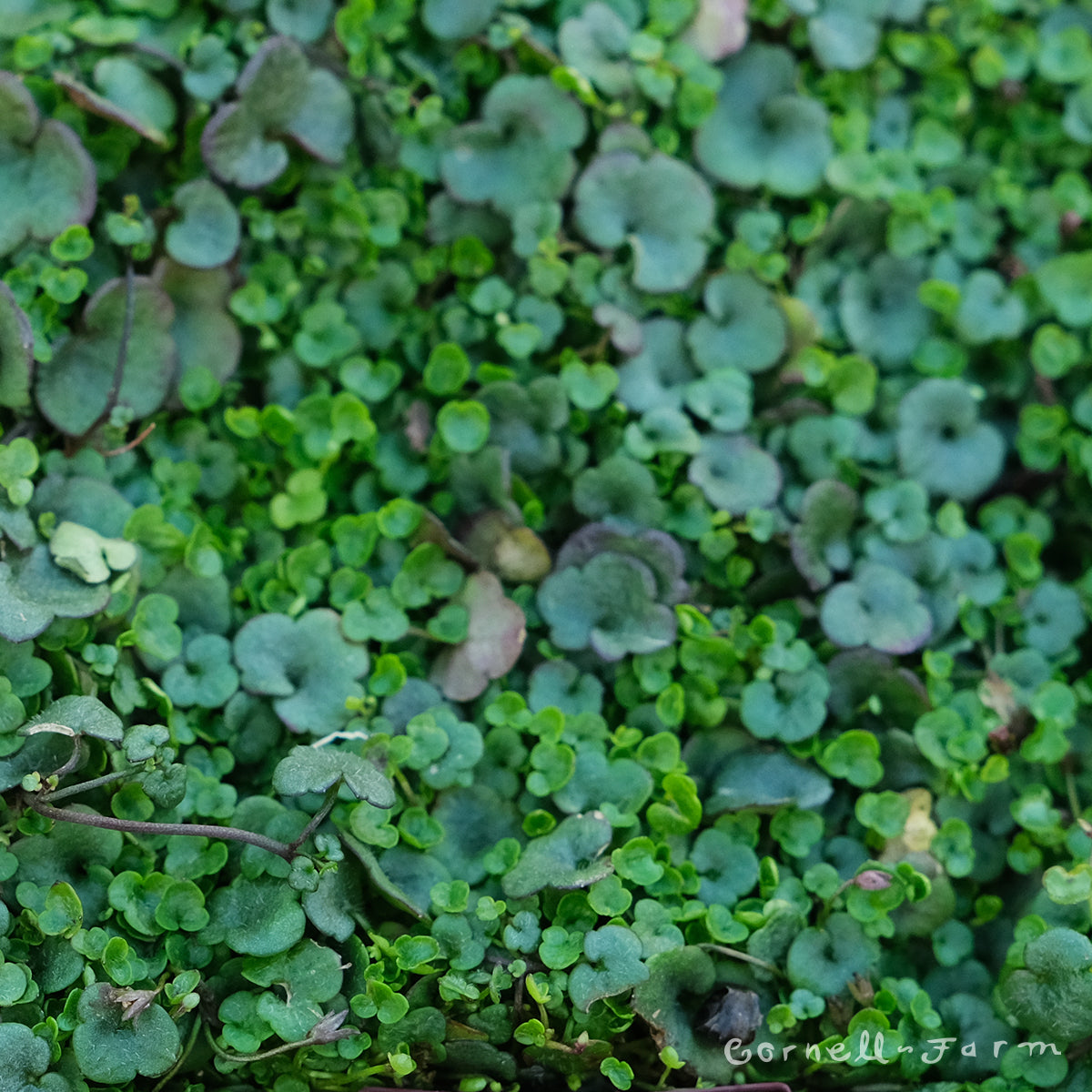 Kenilworth Ivy 4.25in Cymbalaria aequitriloba CF