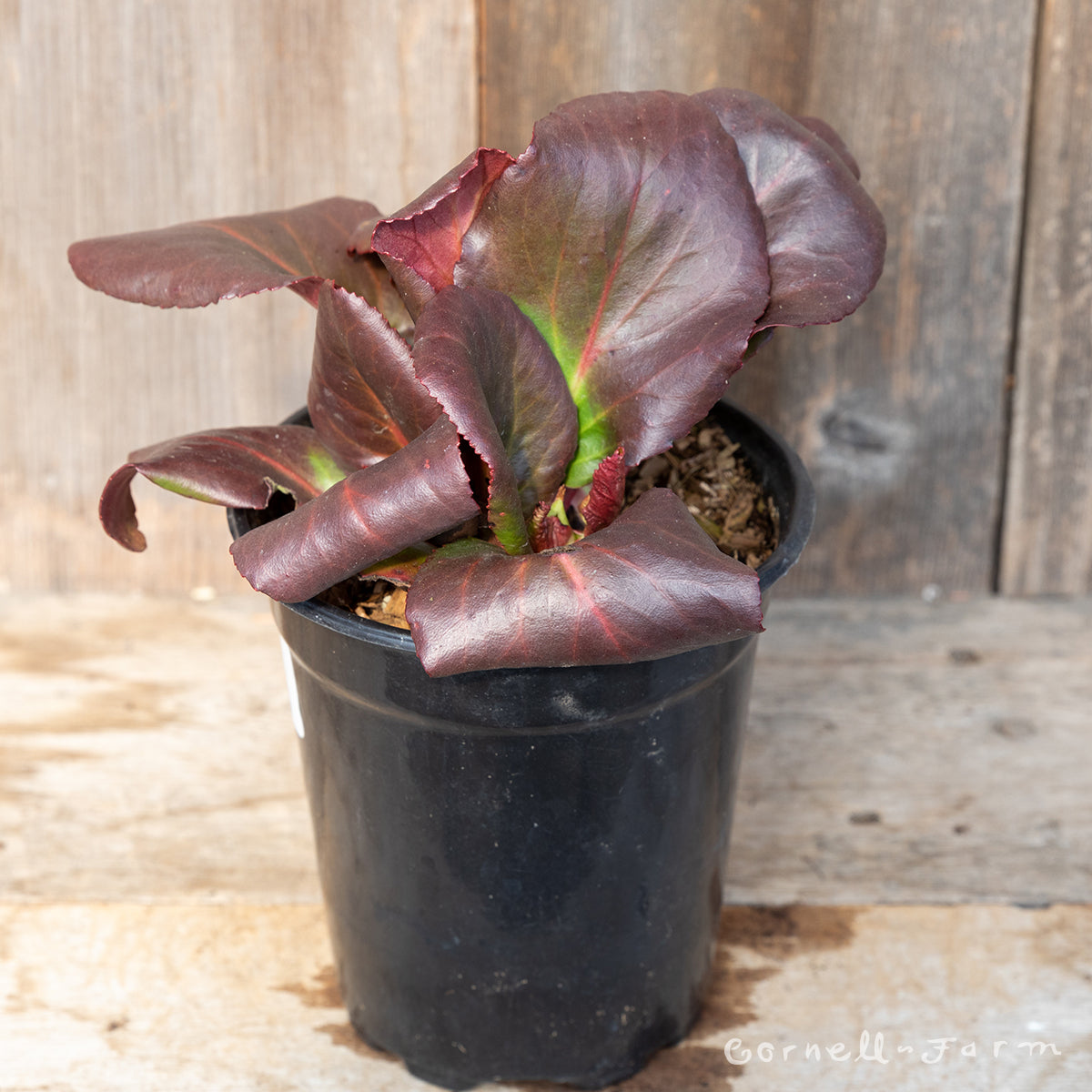 Bergenia cordifolia Shoeshine Rose Qrt