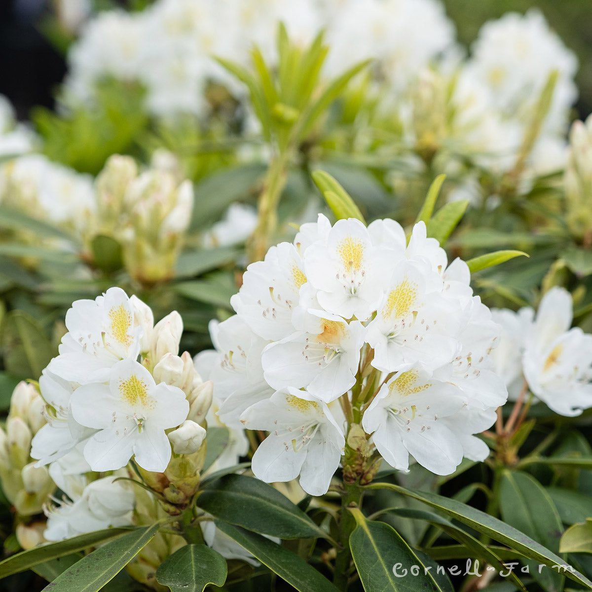 Rhododendron Chionoides 2gal