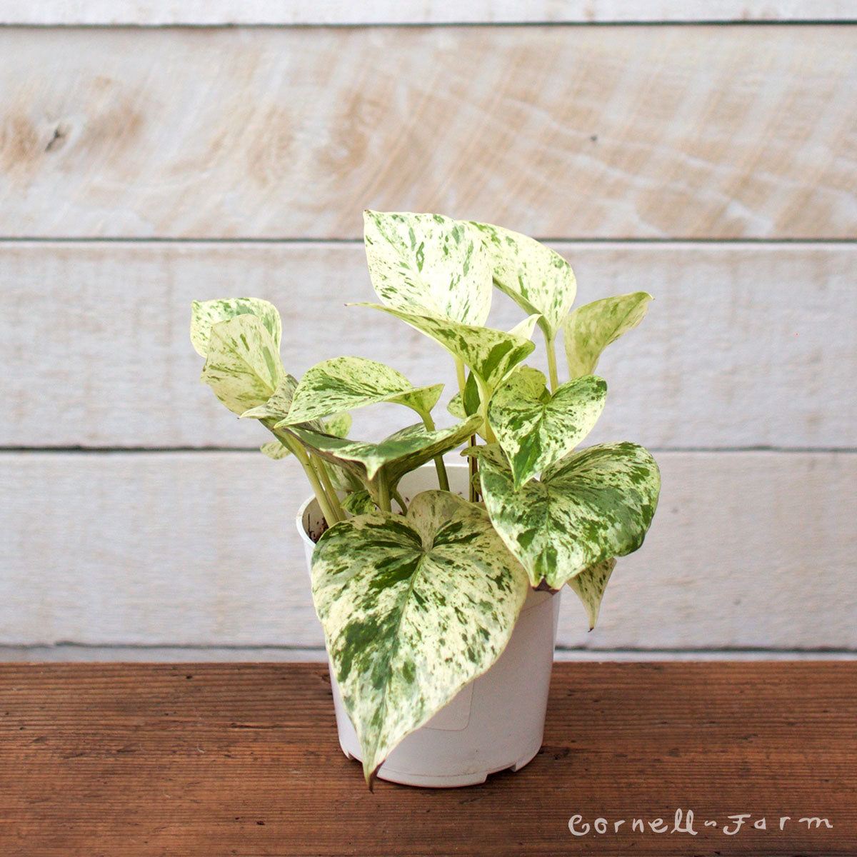 queen marble pothos price Epipremnum aureum 4in Pothos Marble Queen