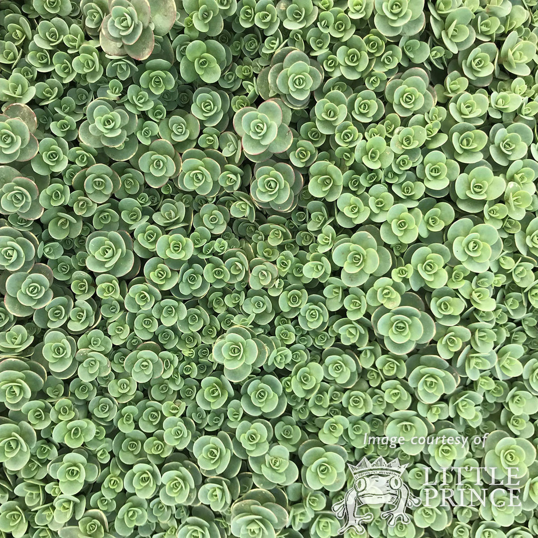 Sedum Sunsparkler Lime Zinger 4in – Cornell Farm