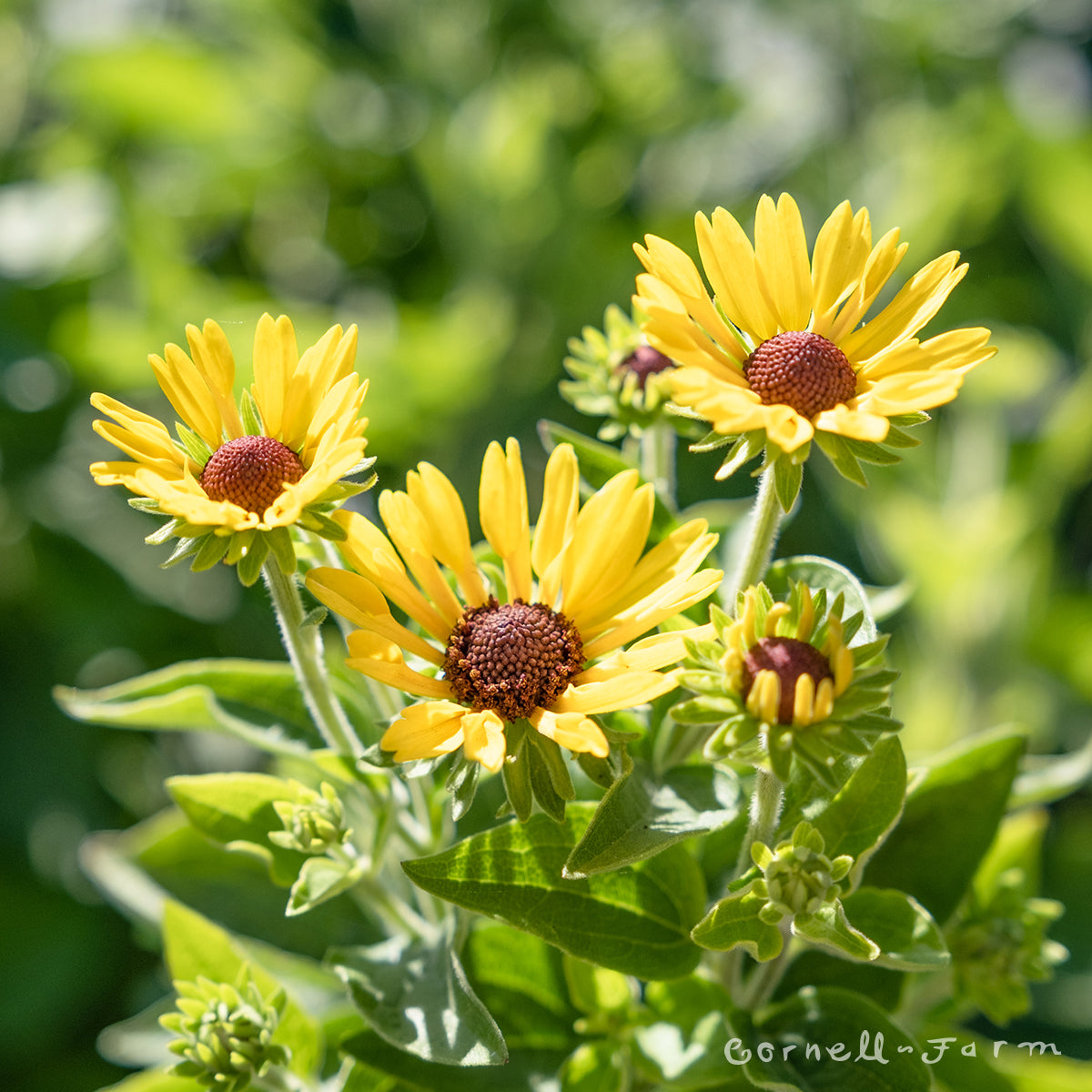 Rudbeckia Little Henry 1gal CF