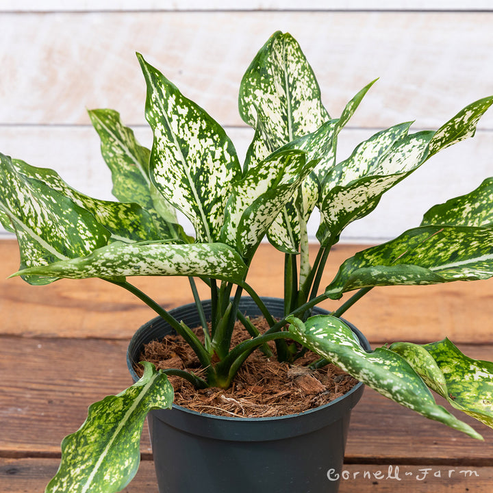 aglaonema skötsel Aglaonema 6in Spring Snow – Cornell Farm