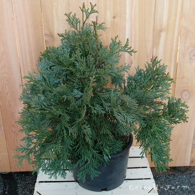 Thujopsis dolobrata Hondaia 6gal Elkhorn Cedar