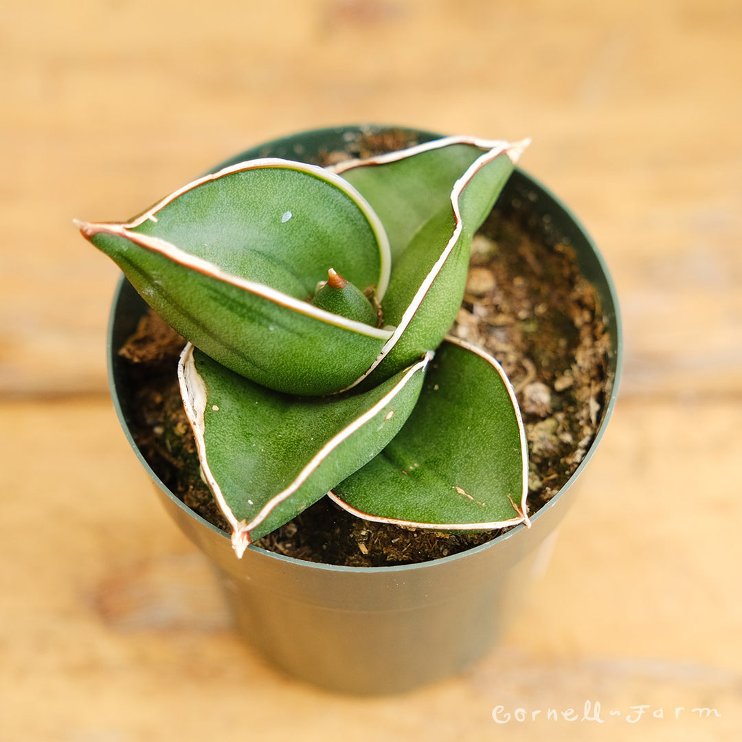 sansevieria ehrenbergii Sansevieria ehrenbergii 2in Samurai – Cornell Farm